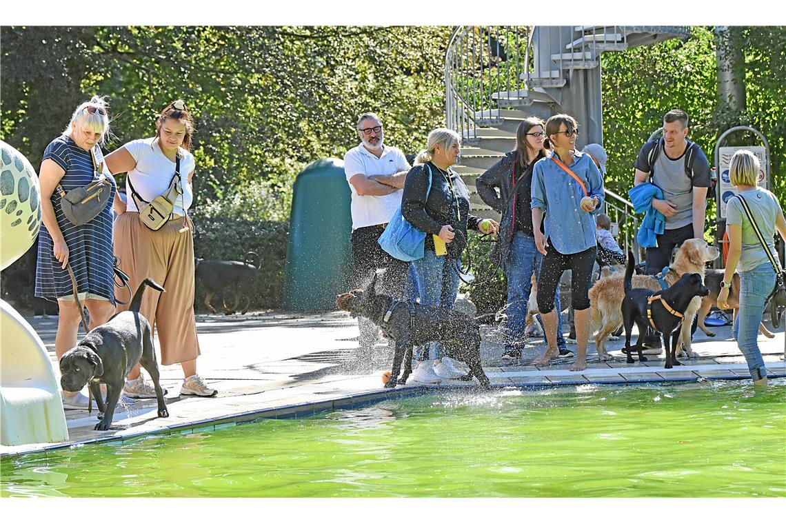 Auch die Besitzerinnen und Besitzer bekommen dabei einige Wasserspritzer ab. 