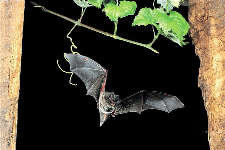Auch die Mopsfledermaus wurde in Backnang nachgewiesen. Sie gehört sie zu den seltensten Fledermausarten in Deutschland und ist vom Aussterben bedroht. Foto: Nabu/D. Nill