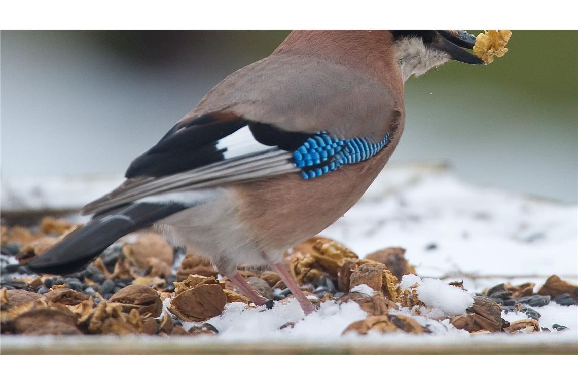 Winterzeit für Vögel: Füttern ja, aber nachhaltig Auch Eichelhäher fliegen Futterplätze an. (Archivbild)
