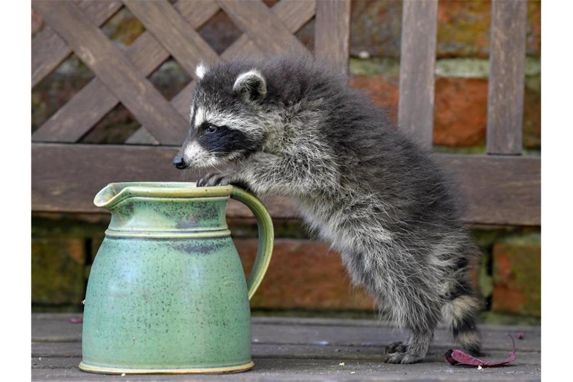 Vermutlich betrunkener Weihnachtsmarkt-Waschbär erschossen Auch er hat Durst: Ein junger Waschbär erkundet im brandenburgischen Sieversorf einen Garten. Foto: Patrick Pleul/zb/dpa