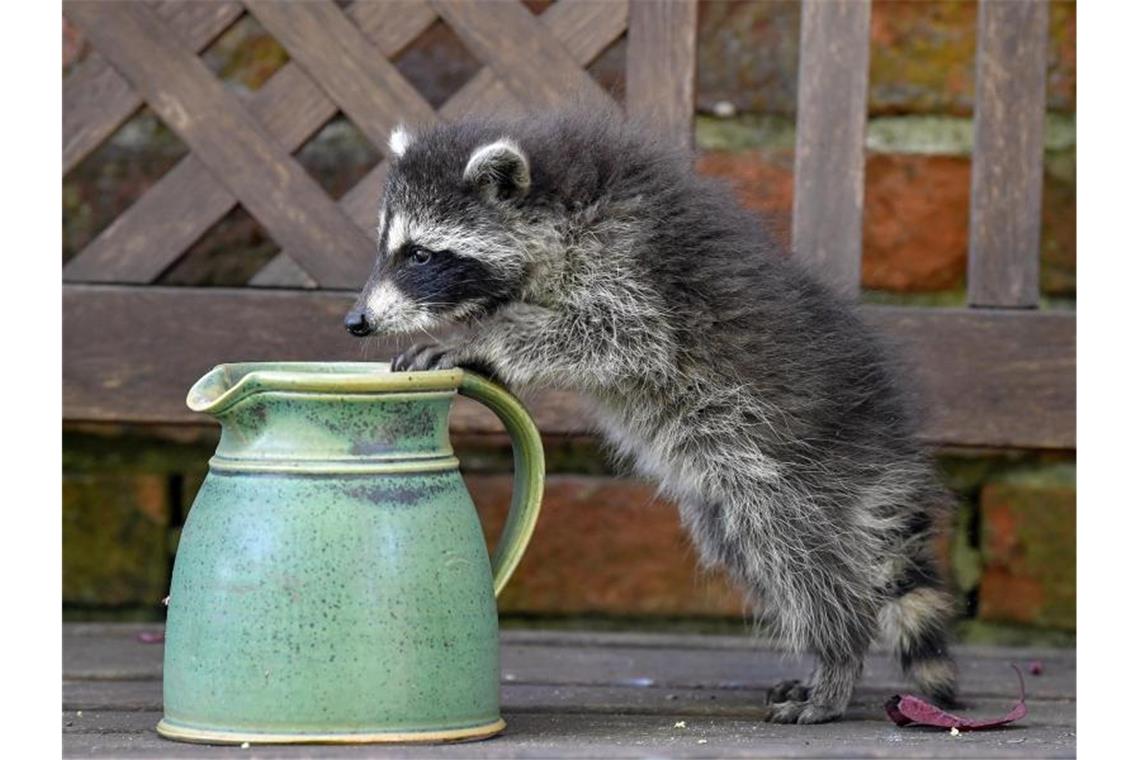 Vermutlich betrunkener Weihnachtsmarkt-Waschbär erschossen