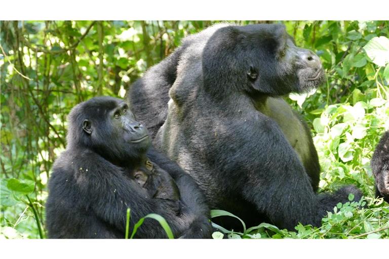 Auch Gorilla-Weibchen können – trotz des extremen Größen- und Kraftunterschieds – Konflikte für sich entscheiden.