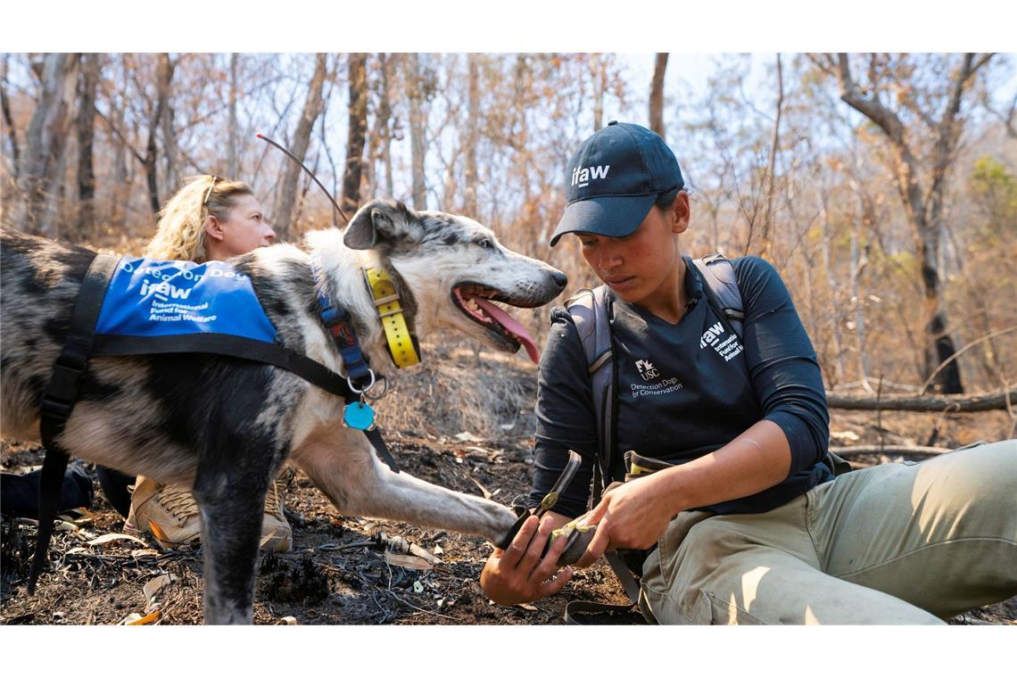 Auch Hunde brauchen bei der Arbeit Schutzkleidung: Bear arbeitete oft mit Hundestiefeln, um seine Pfoten zu schützen. (Archivbild)