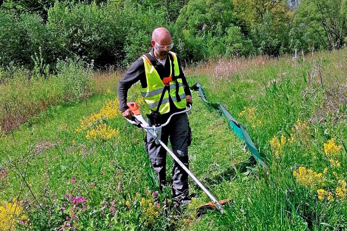 Begleitschutz für Amphibien Auch im Biotop sind Arbeiten nötig – hier schneidet Sven Marsch den Zaun frei.