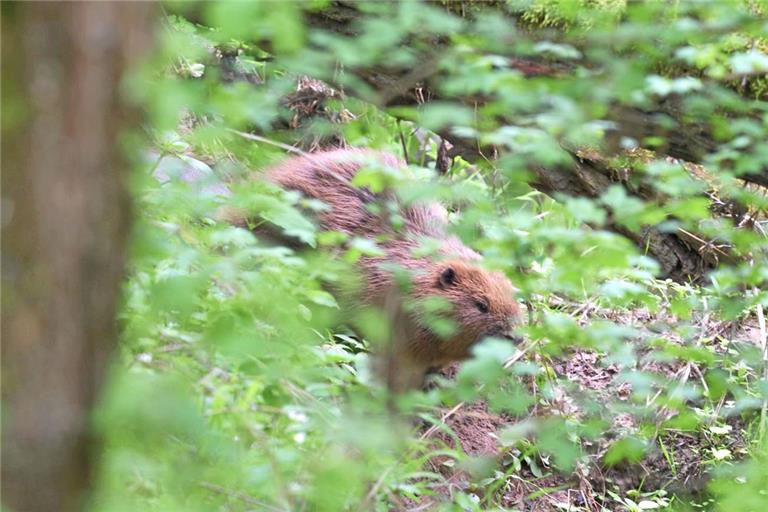 Auch im Rems-Murr-Kreis wieder auf dem Vormarsch. Im Mai 2022 wurde ein Biber in Backnang gesichtet. Archivfoto: Stefan Gräter
