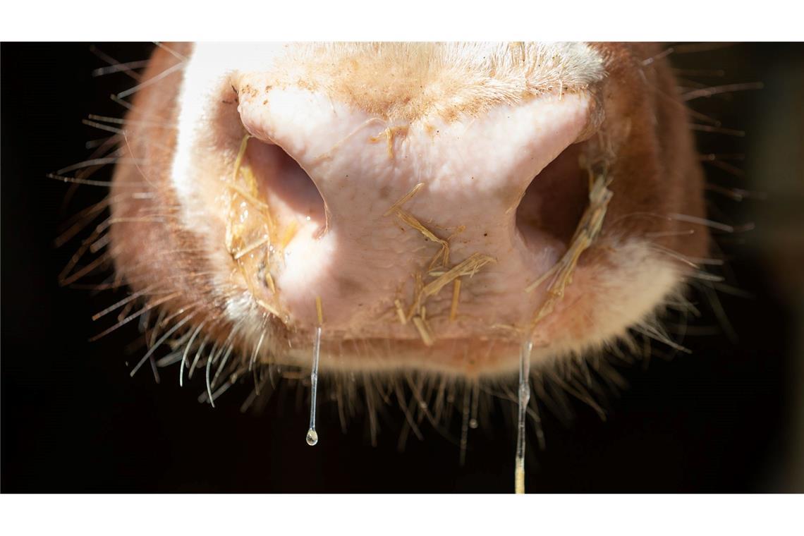 Nach Ausbrüchen in Europa: Warnung vor Rinderkrankheit Auch in Deutschland besteht Sorge vor der Rinderkrankheit Lumpy Skin Disease. (Symbolbild)