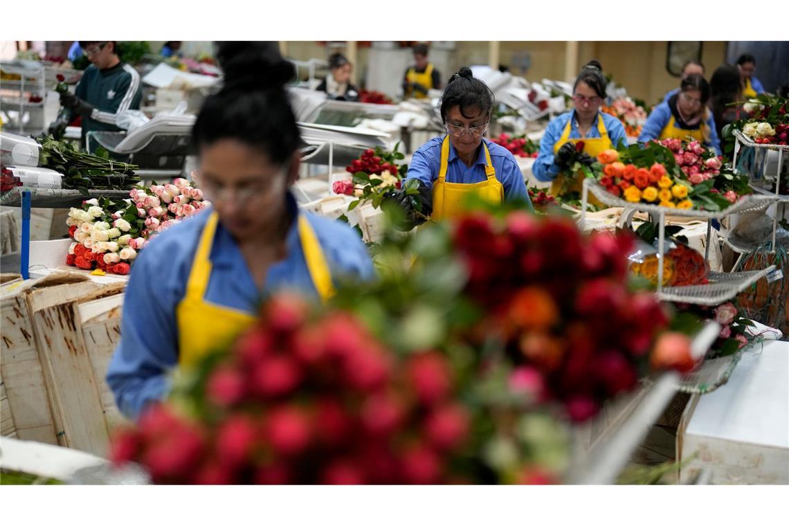 Warum riechen alle Blumenläden gleich und sind Rosen super? Auch in Kolumbien werden Schnittblumen produziert. (Archivbild)