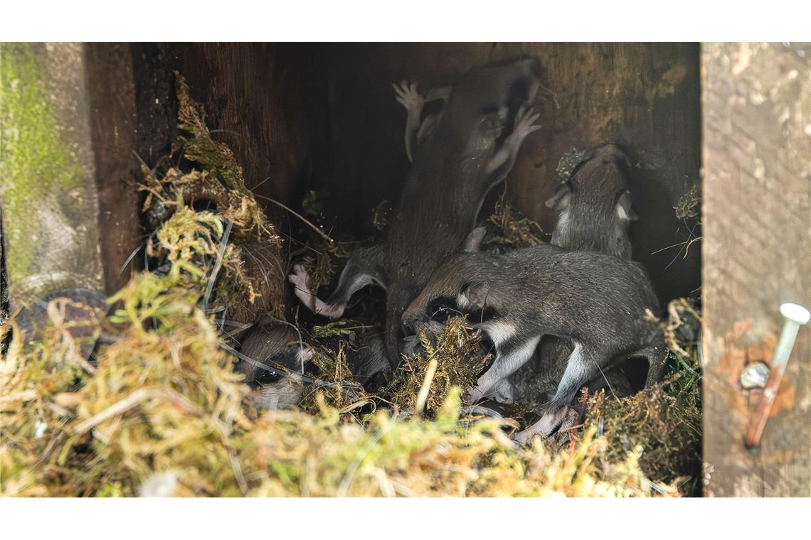 Auch in Nistkästen bauen die kleinen Tiere ihre Nester - wie hier im Harz. (Archivbild)