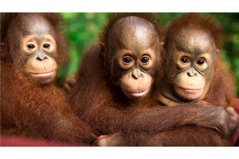 Auch jeder Einzelne kann einiges tun, um Orang-Utans zu schützen.