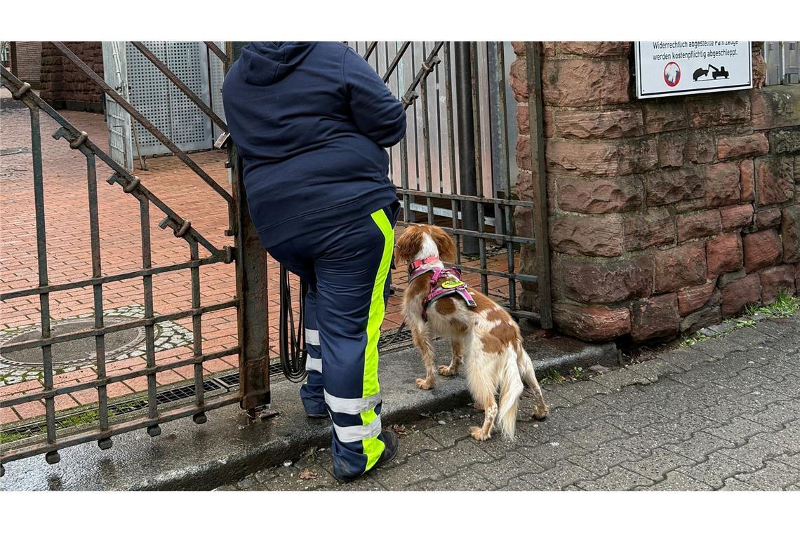 Auch mit Hilfe eines Hundes wurde der Junge gesucht.