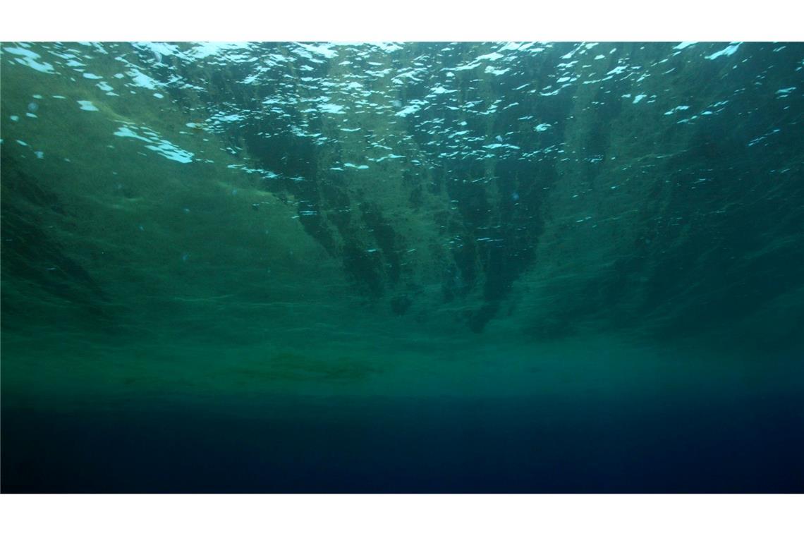 Auch Phytoplankton gehört WWF zufolge zu den Verlierern des Jahres.
