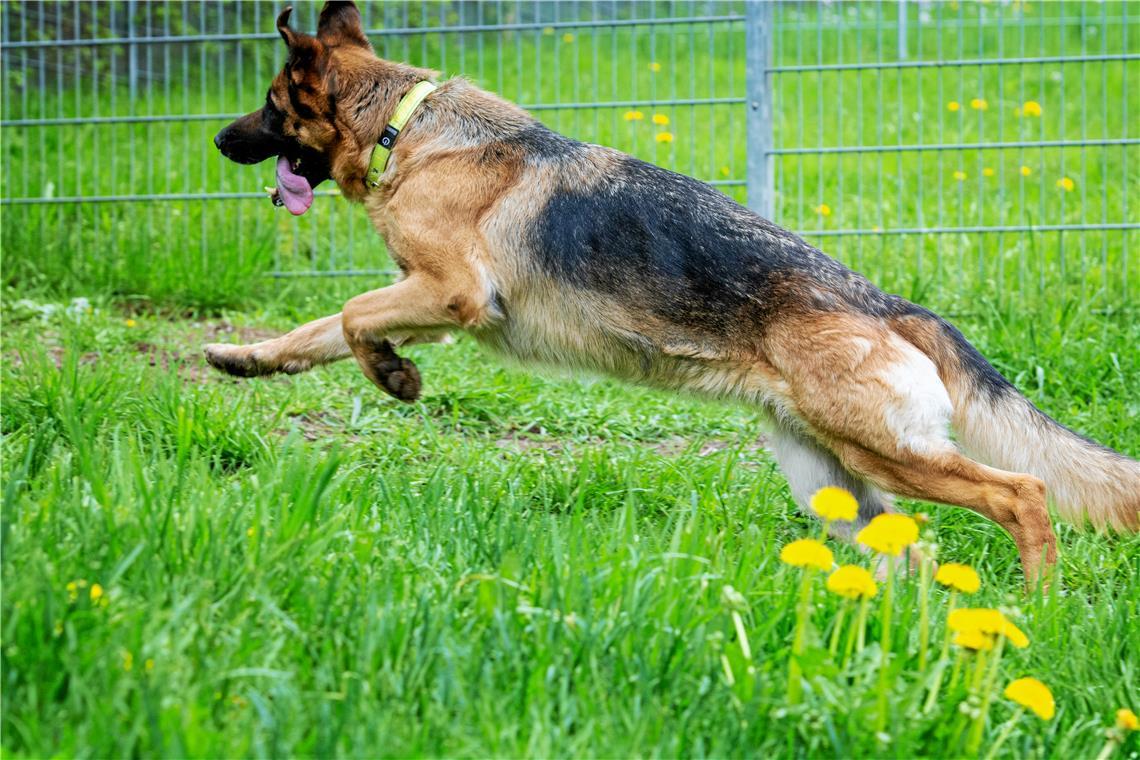 Tierheime sind an ihrer Belastungsgrenze Auch Schäferhund-Mix Diva tobt aktuell im Tierheim in Großerlach. Foto: Tina Braun