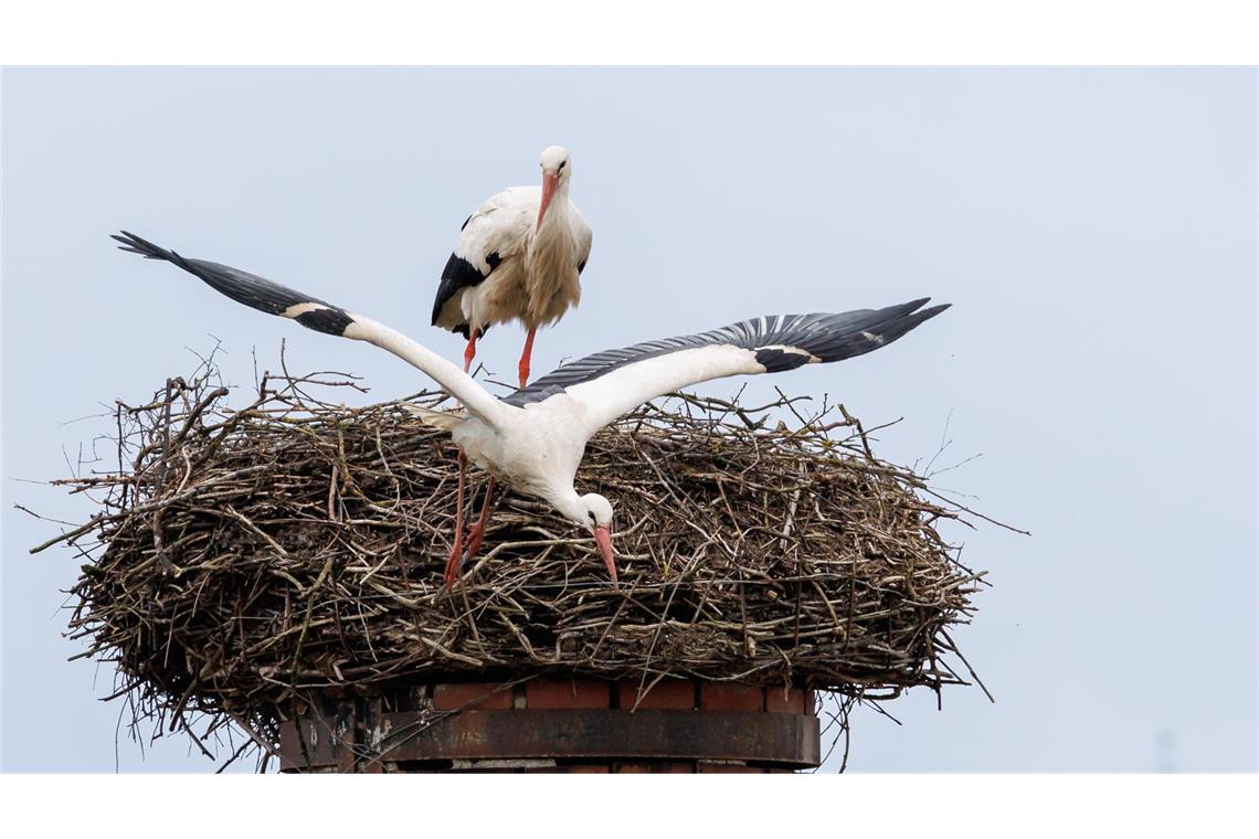 Trockenheit: Störche werfen Küken aus dem Nest Auch Störche leiden unter der Trockenheit.
