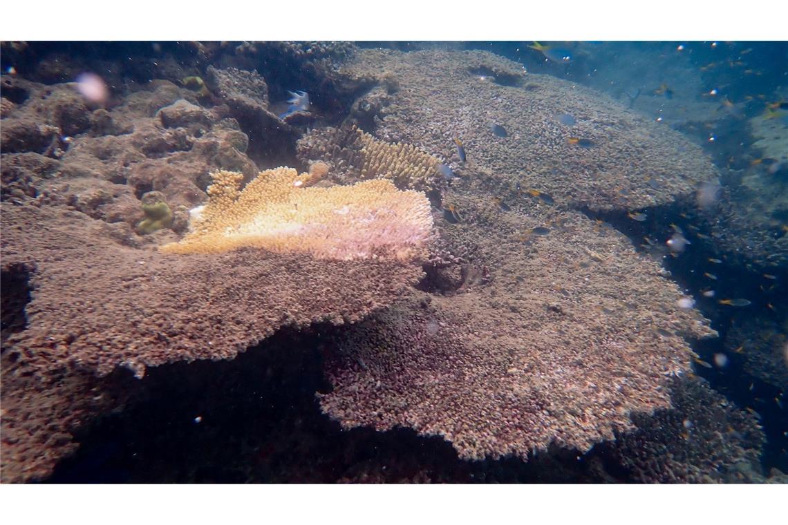 Riff am Limit: Great Barrier Reef verliert massiv Korallen Auch Tischkorallen sind schwer betroffen.