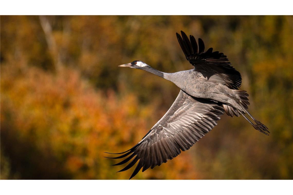 Auch vielen Vögel ging es weltweit schlechter, in Deutschland setzte vor allem die Vogelgrippe den Kranichen zu. (Archivfoto)