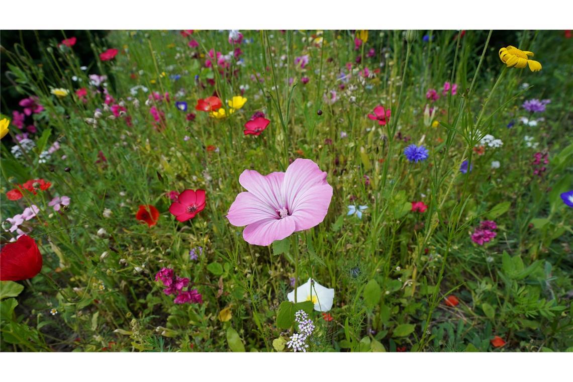 Auch wenn bei weitem nicht jede Blumenwiese so voller Blüten steht: Sie ist wertvoll für Lebewesen. (Archivbild)