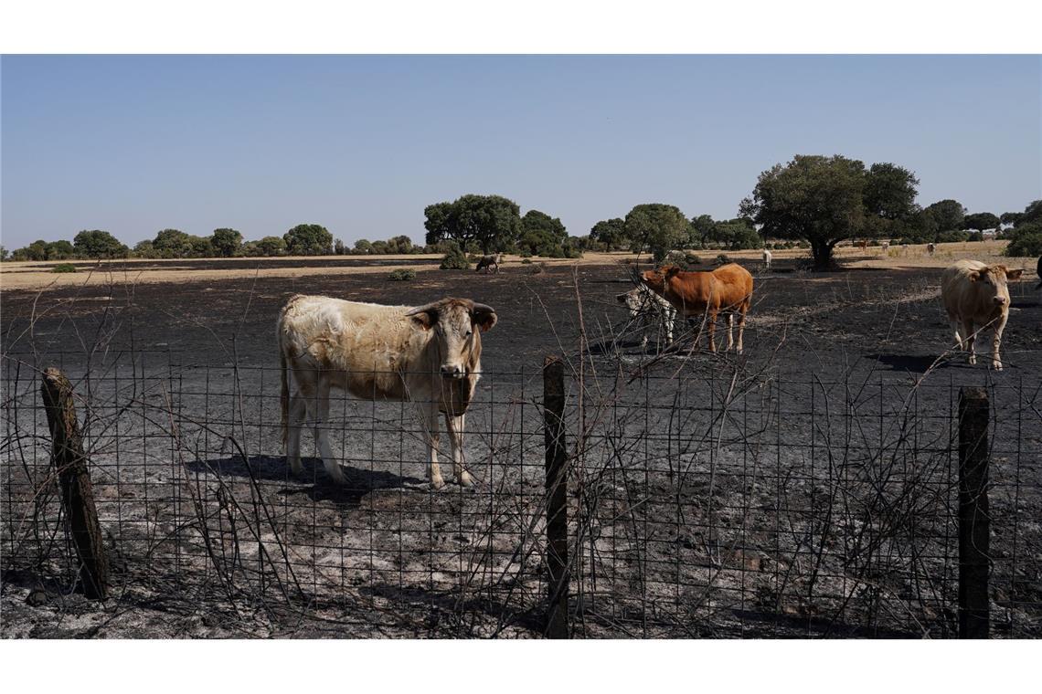 Auch Wild- und Weidetiere leiden stark unter den Waldbränden.
