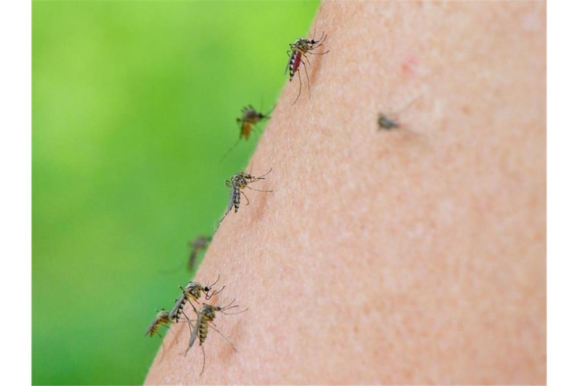 Auf dem Arm einer Frau haben sich gleich mehrere Mücken versammelt. Foto: Patrick Pleul/dpa-Zentralbild/dpa
