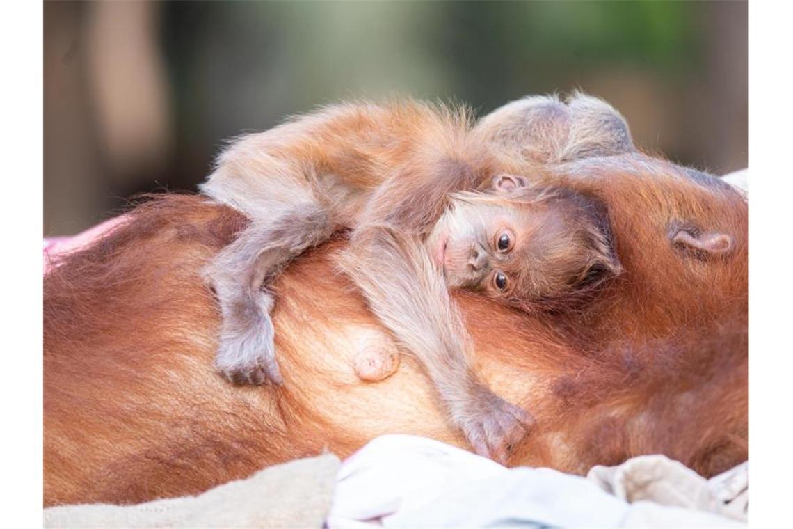 Auf dem Bauch trägt Orang-Utan-Mutter Tana ihren süßen Nachwuchs. Foto: Michal Levy/Yam Siton/dpa