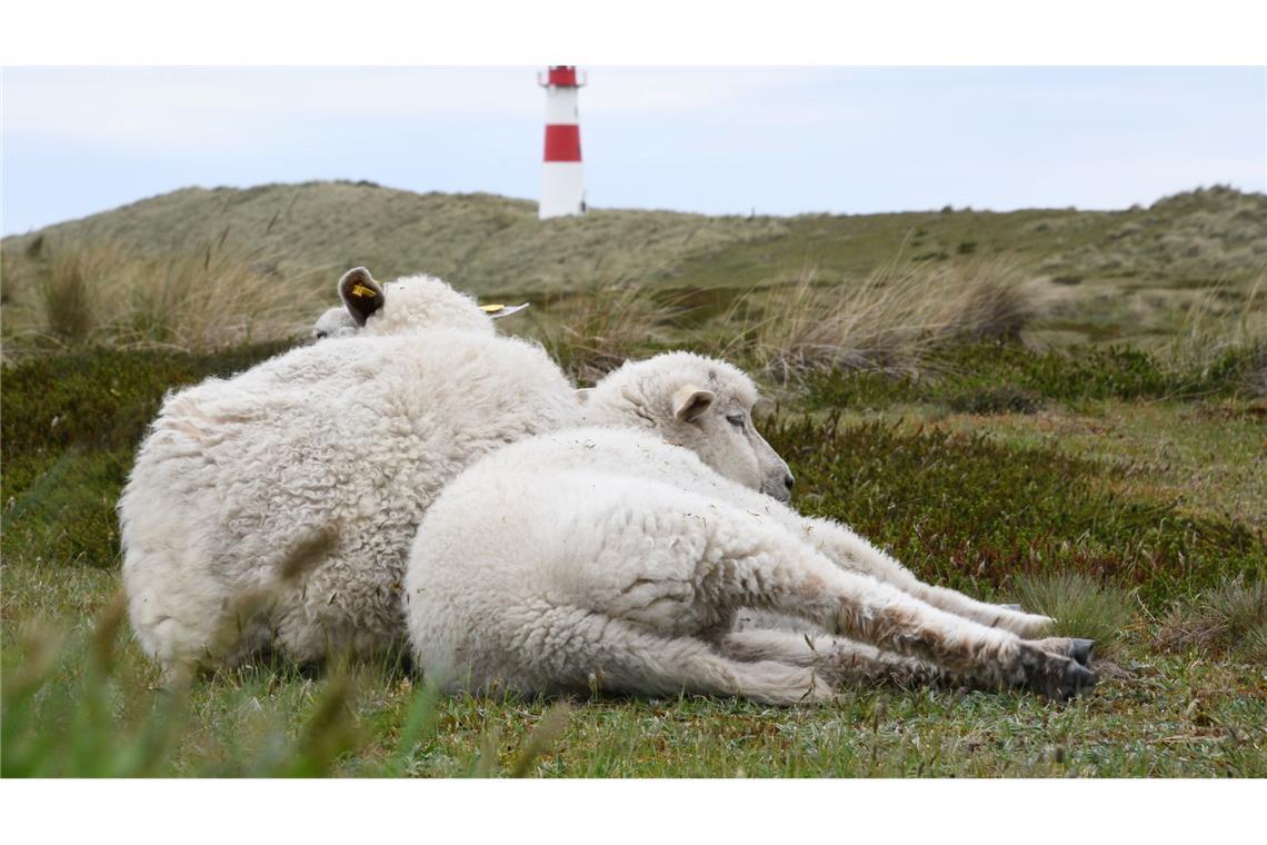 Goldschakal auf Sylt: Gericht erlaubt Abschuss erneut Auf dem Ellenbogen in List (Sylt) hatte der Goldschakal seit Mai mehrere Lämmer gerissen. (Archivbild)