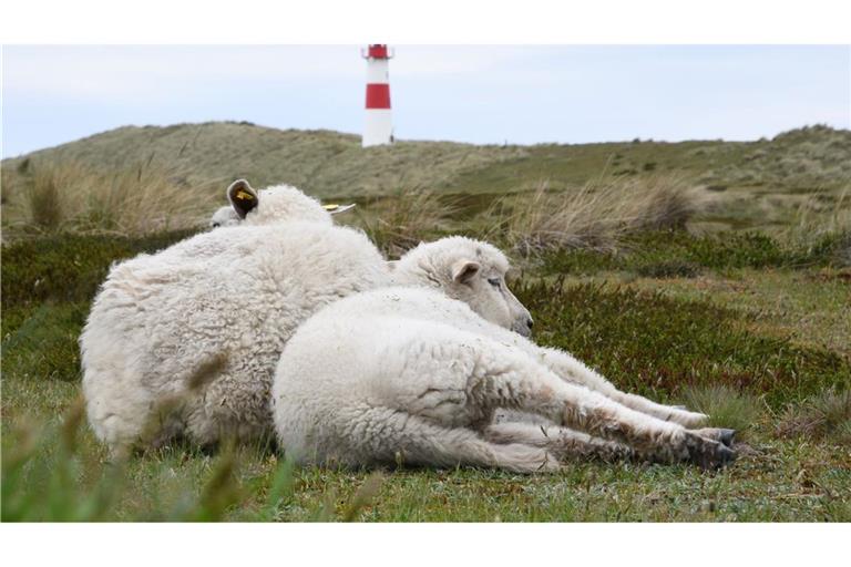 Auf dem Ellenbogen in List (Sylt) hatte der Goldschakal seit Mai mehrere Lämmer gerissen. (Archivbild)