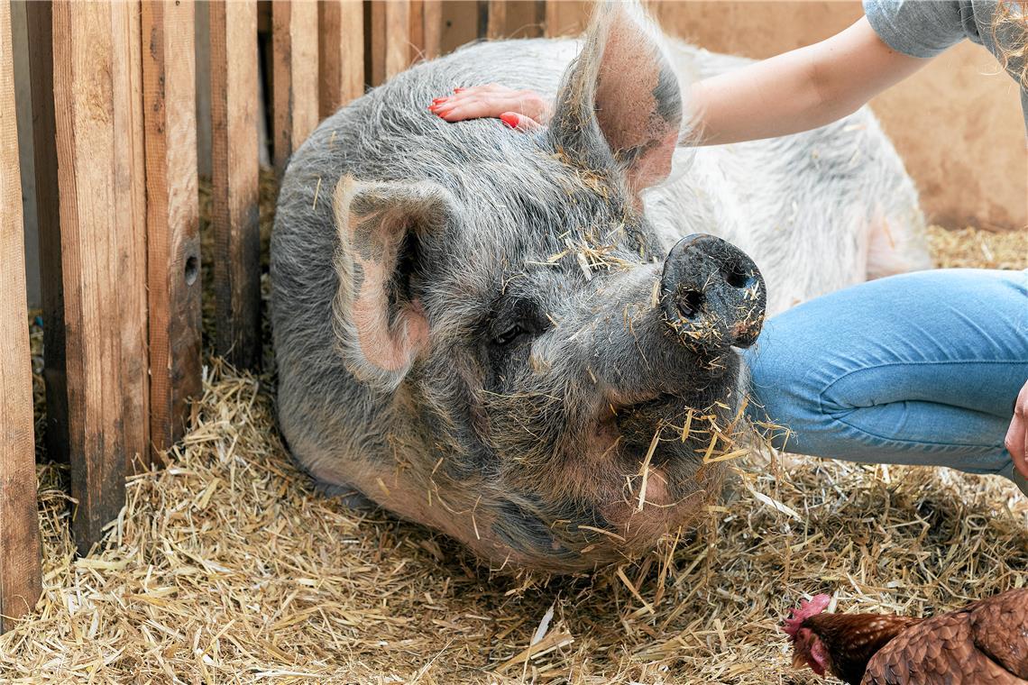 Tierische Ausflugsziele in Backnang und Umgebung Auf dem Gnadenhof Murrquelle finden viele Tiere ein neues Zuhause.
