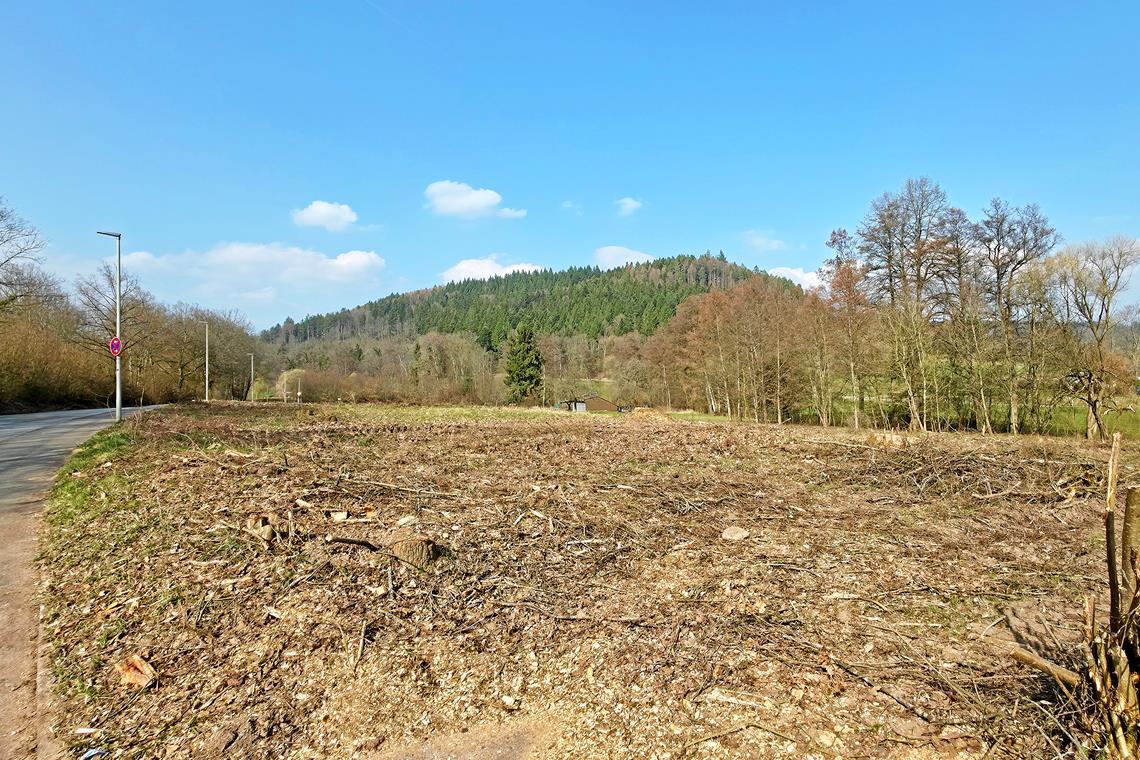 Auf dem Grundstück gab es Baumfällarbeiten und Rückschnitte. Foto: Stefan Bossow