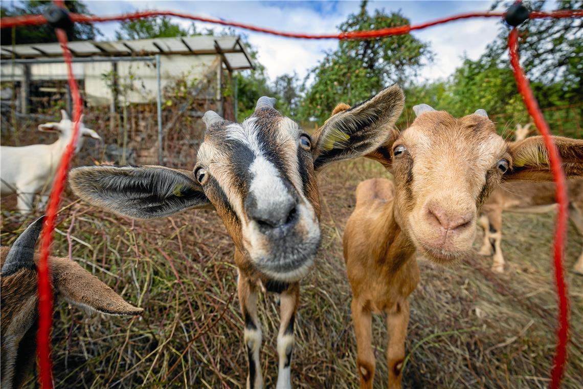 Auf dem Grundstück in Rudersberg sind die jungen Ziegen schon fast fertig mit ihrer Arbeit. Von den wilden Sträuchern und Büschen steht kaum noch was. Fotos: Alexander Becher
