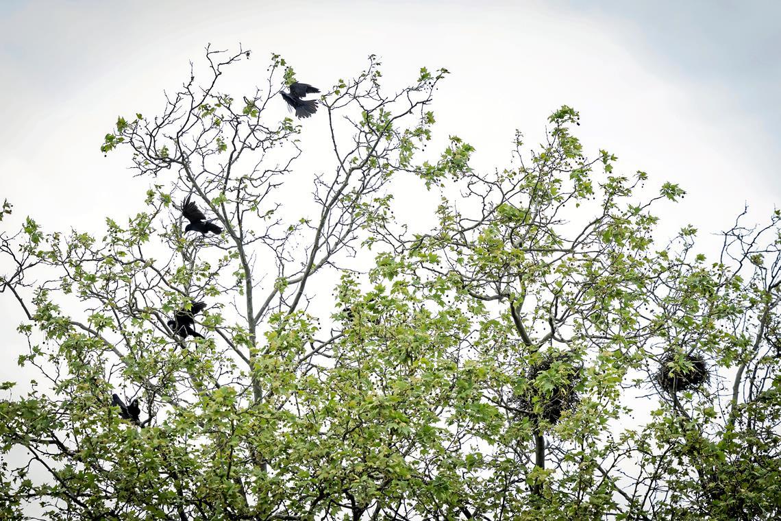Auf dem Hof hinter der Pestalozzischule sind seit 2025 Krähennester in den Bäumen. Foto: Alexander Becher