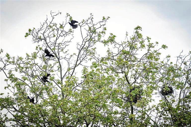 Auf dem Hof hinter der Pestalozzischule sind seit 2025 Krähennester in den Bäumen. Foto: Alexander Becher
