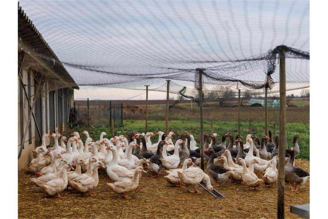 Foie gras - Frankreich streitet um die Stopfleber Auf dem Hof von Gilbert Schmitt werden Enten und Gänse gezüchtet, die Spezialität seines Betriebes ist Foie Gras, also Enten- und Gänsestopfleber, beziehungsweise Fettleber. Foto: Philipp von Ditfurth/dpa