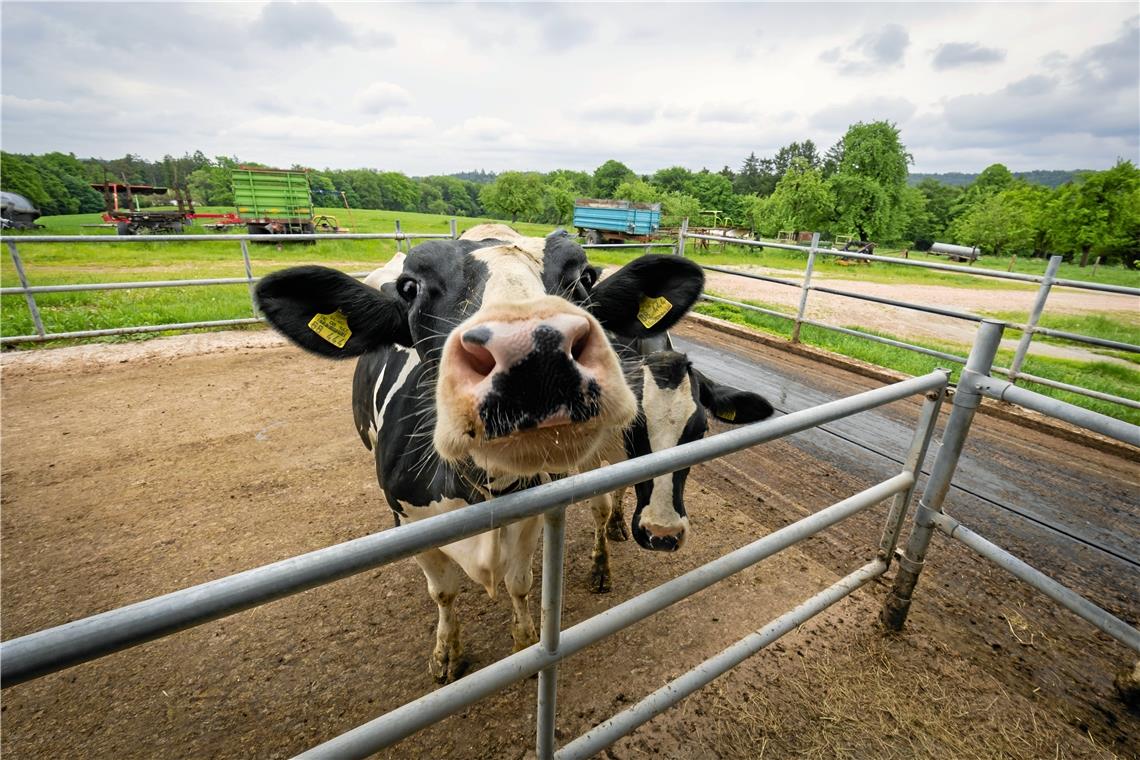 Heute ist Weltmilchtag. Aber wie und wo wird Milch in der Umgebung eigentlich produziert? Auf dem Hof von Ralf und Claudia Klenk haben die Kühe auch einen kleinen Außenbereich. Jedes der rund 140 Tiere hat übrigens einen Namen. Fotos: Alexander Becher