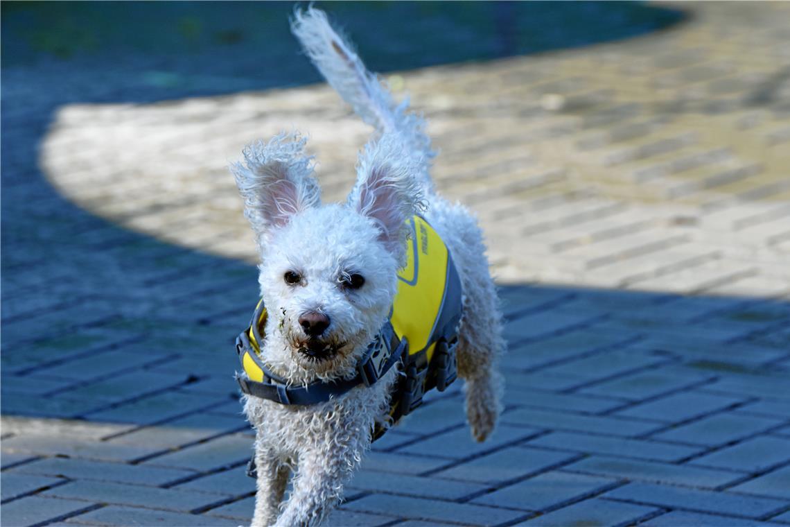 Einsendeschluss des Fotowettbewerbs BK-Zoom naht Auf dem Sprung: In Bewegung können Tiere wie auch Menschen sein. Archivfoto: Tobias Sellmaier