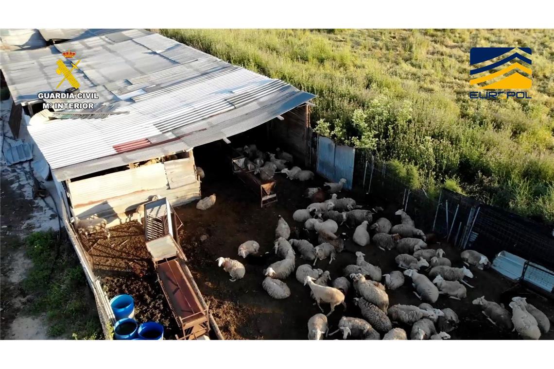 Auf dem von der spanischen Guardia Civil zur Verfügung gestellten Bild ist ein Schlachthof zu sehen, der Fleisch von zum Teil stark unterernährten und kranken Schafen und Ziegen illegal vertrieben haben soll.