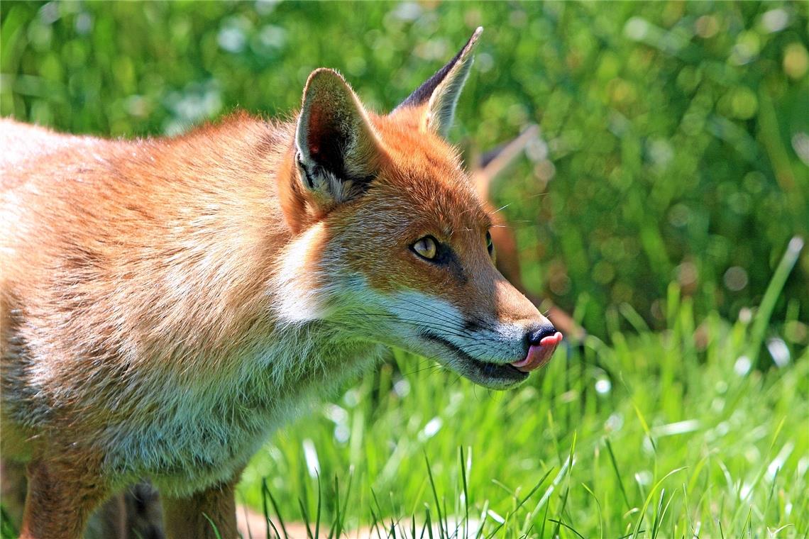 Jäger und Tierschützer im Streit wegen der Fuchsjagd