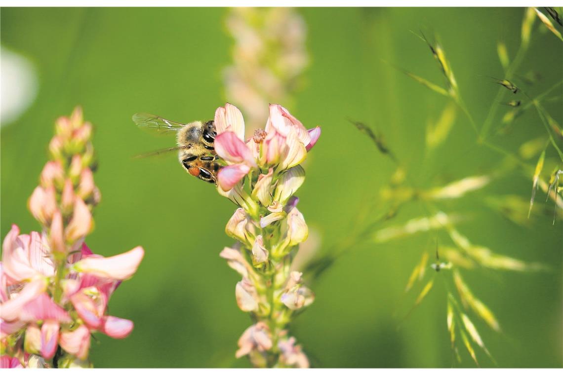 Landwirte wollen keine Buhmänner sein Auf den Wiesen rund um Aspach summen und brummen die Insekten derzeit fleißig.