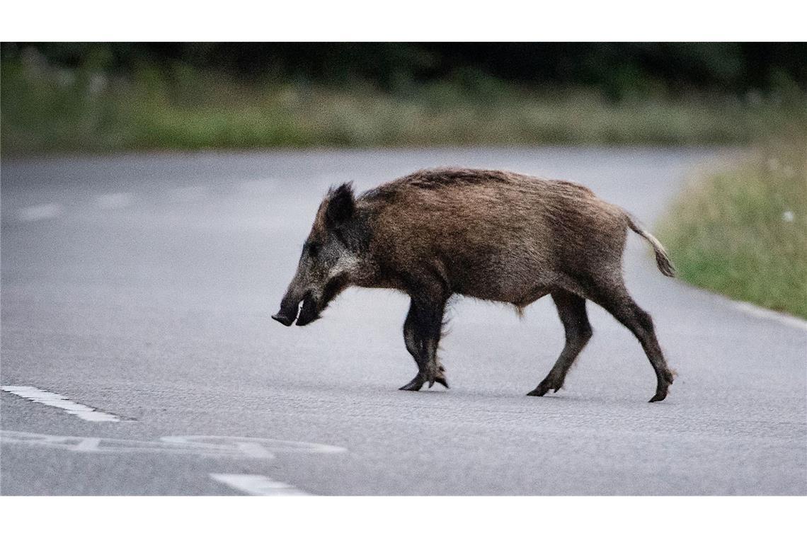Nach Kollision mit Wildschweinen vier Menschen verletzt Auf der B27 im Zollernalbkreis kam es zu einem folgenschweren Wildunfall mit zwei beteiligten Autos (Symbolfoto).