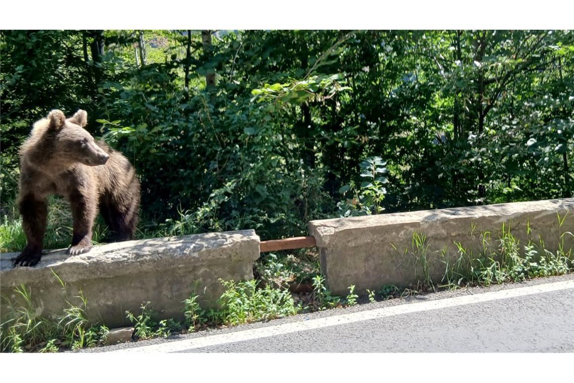 Auf der Bergstraße Transfagarasan durch die rumänischen Karpaten begegnet man Bären auf Schritt und Tritt.