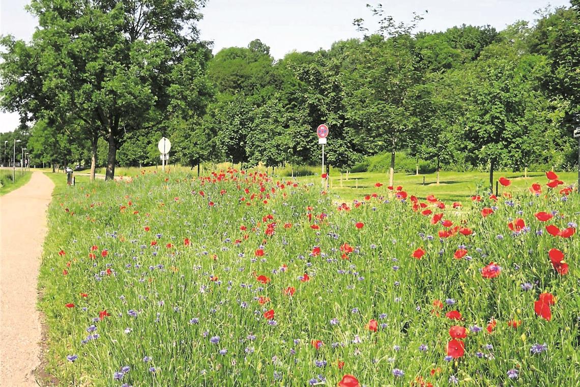 Backnangs „Insektenwiesen“ blühen Auf der Blühwiese an der Martin-Dietrich-Allee in Backnang zeigen sich die Korn- und Mohnblumen in voller Pracht. Foto: Stadt Backnang