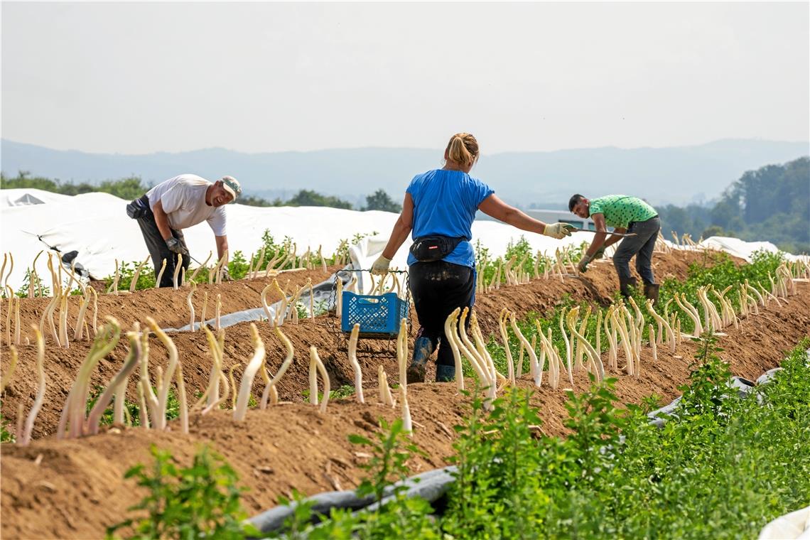 Endspurt beim frischen Spargel