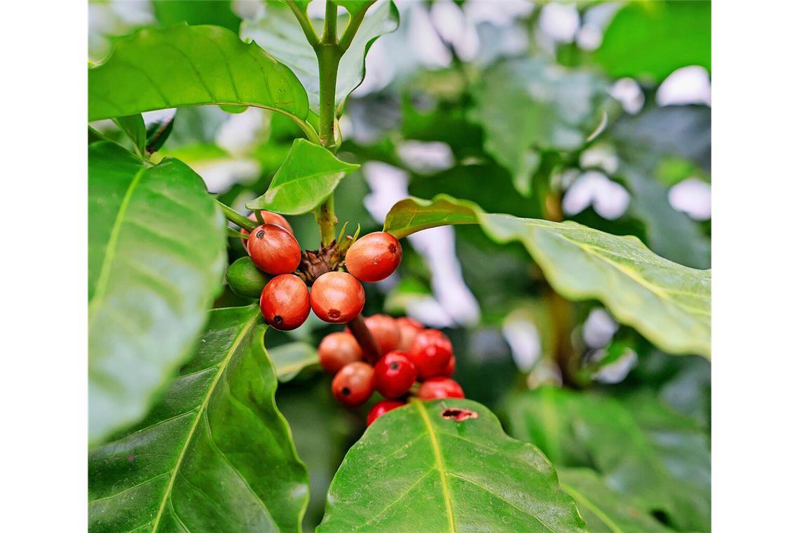 Auf der Intergastra zeigt die Wilhelma Kaffeepflanzen aus aller Welt.Auf der Intergastra zeigt die Wilhelma Kaffeepflanzen aus aller Welt.