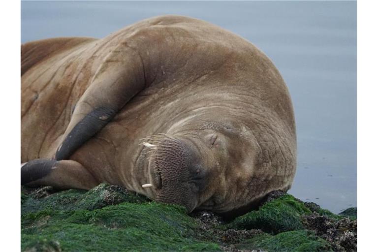 Auf der Nordsee-Insel Baltrum liegt ein Walross. Das Tier wurde auf einer breiten Buhne - einer Küstenschutzanlage - an der Westspitze der Insel gesichtet. Foto: Bärbel Nannen/Gemeinde- u. Kurverwaltung Baltrum/dpa