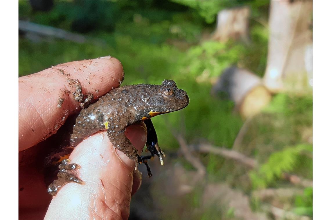 „Das Biotop ist die Fahrspur“ Auf der Oberseite ist der Froschlurch graubraun und auf der Unterseite gelb-schwarz. Foto: H.-J. Bek
