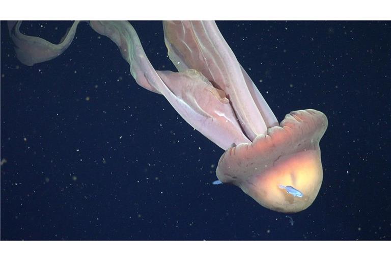 Auf diesem vom Schmidt Ocean Institute zur Verfügung gestellten Bild ist eine Phantomqualle (Stygiomedusa gigantea) in 250 Metern Tiefe vor Argentiniens Atlantikküste zu sehen.