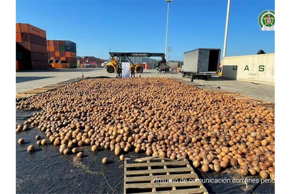 Kolumbien: Flüssiges Kokain in Kokosnüssen entdeckt Auf diesem von der Staatsanwaltschaft zur Verfügung gestellten Bild sind Kokosnüsse zu sehen, die mit flüssigem Kokain nach Europa geschickt werden sollten. Foto: colprensa/dpa