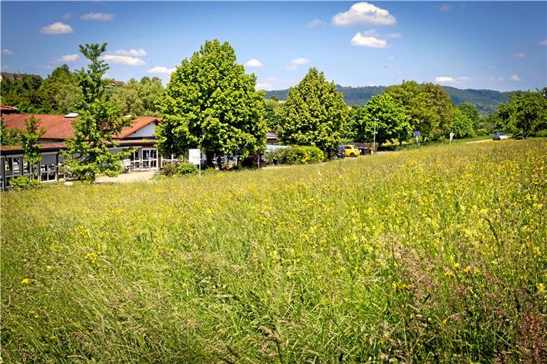 Auf dieser Wiese gegenüber dem bestehenden Pflegeheim soll der Seniorencampus voraussichtlich gebaut werden. Archivfoto: Alexander Becher