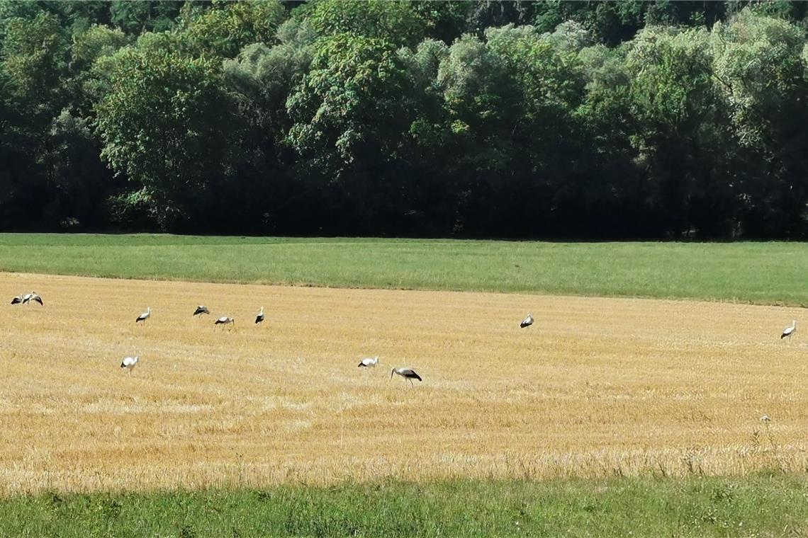 Auf einem abgeernteten Feld gibt es für die Störche wohl noch genug zu holen. Foto: Jürgen Bergen