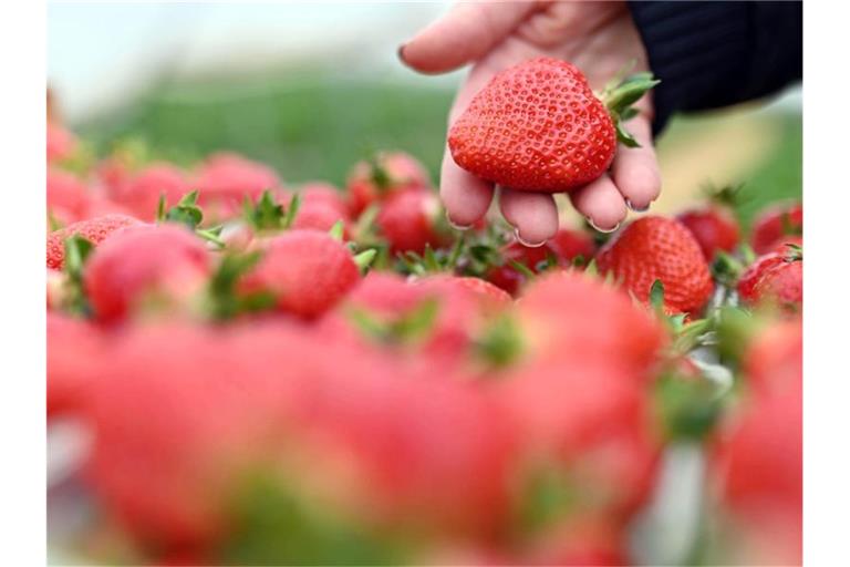 Auf einem Erdbeerhof werden frisch geerntete Erdbeeren gezeigt. Foto: Uli Deck/dpa
