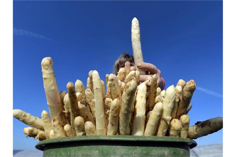 Auf einem Feld des Erdbeer- und Spargelhofs Markus Leicht wird Spargel geerntet. Foto: Uli Deck/Archiv