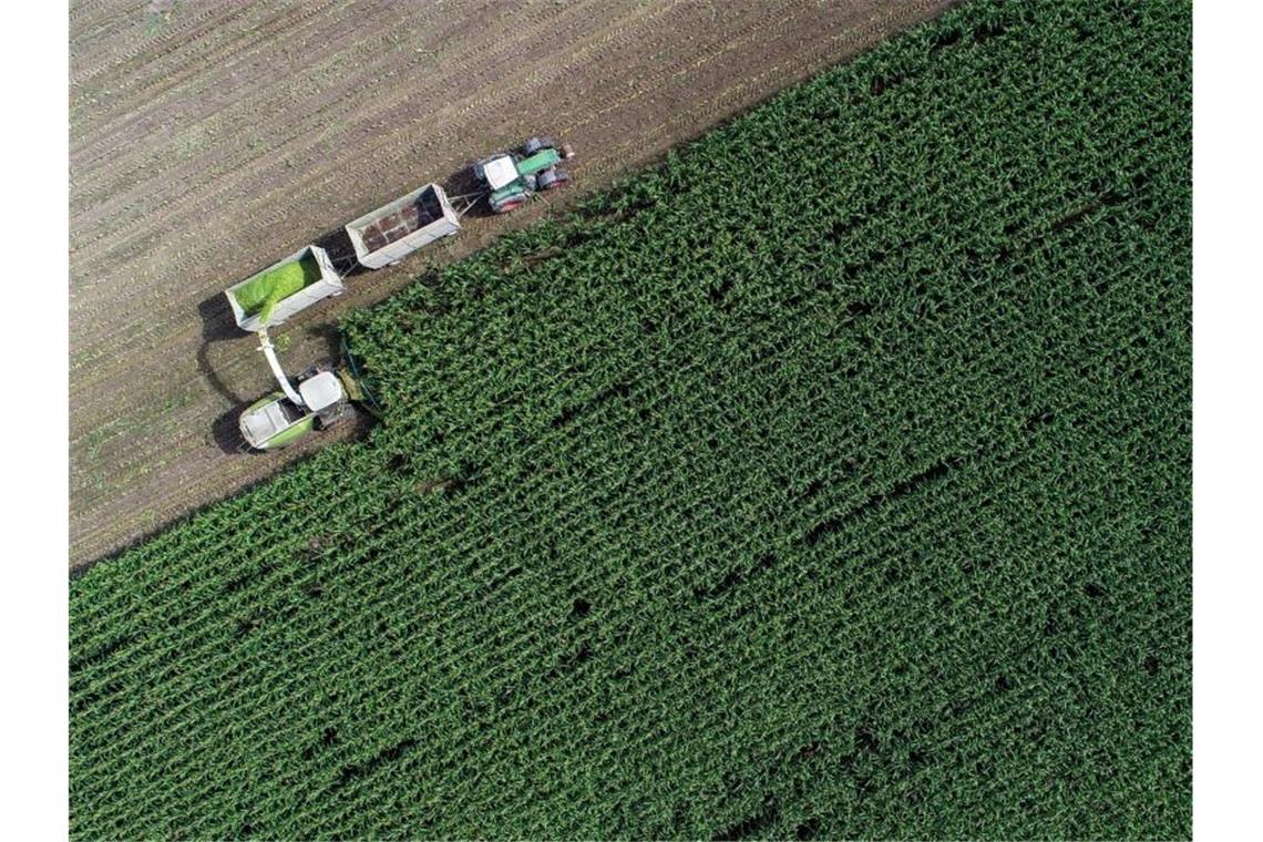 Auf einem Feld von einem Landwirtschaftsbetrieb in Brandenburg wird Mais für eine Biogasanlage und als Futter für Kühe gehäckselt. Foto: Patrick Pleul/dpa-Zentralbild/dpa